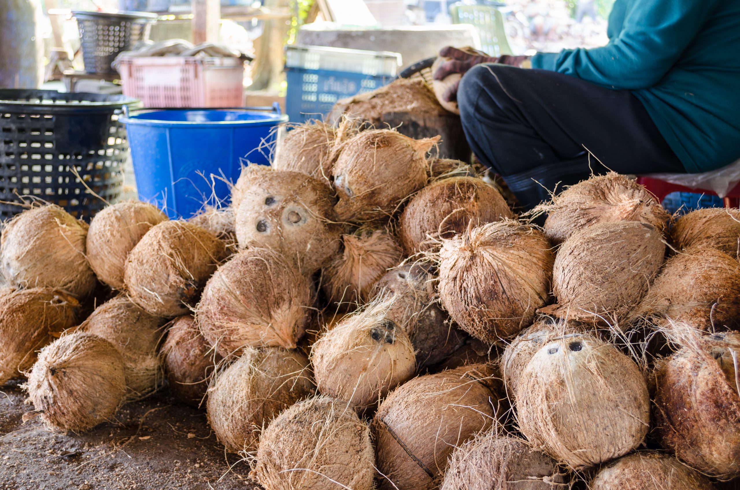 Exploring the Coconut Importers in Malaysia: A Growing Market for Tropical Goodness